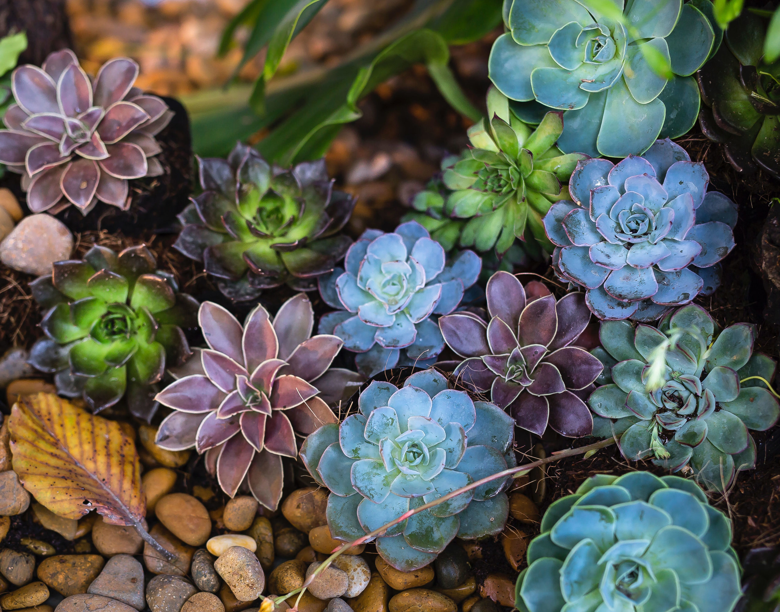 Succulents