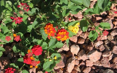 General Membership Meeting